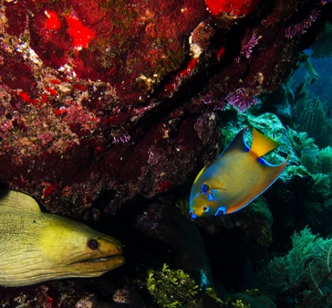 Moray Eel and Queen Angel
